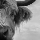 A Side Of Beef