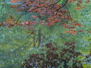 Acer Reflection