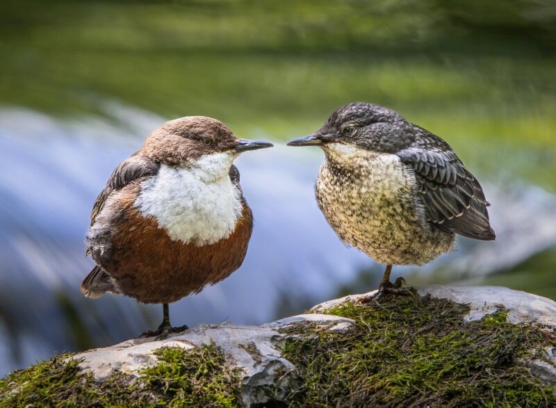 Adult and Fledgling Dipper