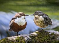 Adult and Fledgling Dipper