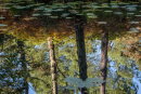 Amazing Reflection
