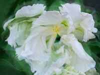 'White Parrot Tulip' - RHS Rosemoor