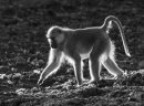 Baboon