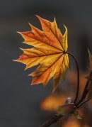 Backlit detail