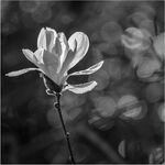Backlit magnolia