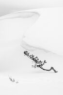 Beaten Down by the Weather