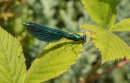 Beautiful Demoiselle