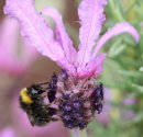 Bee on Lavender