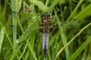 Black-tailed Skimmer