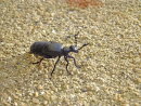 Black Blister Beetle