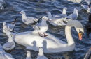 Black Headed Gulls and Mute Swan