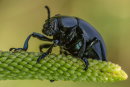 Bloody Nosed Beetle - Timarcha tenebricosa