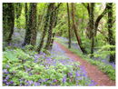 Bluebells, Gallants Bower