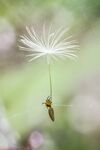 Hitching a ride