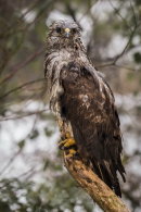 Buzzard