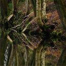 Canal Bank