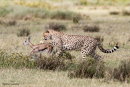 Cheetah with prey