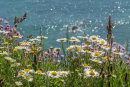 Clifftop Daisies