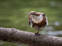 Dipper having a Good Scratch