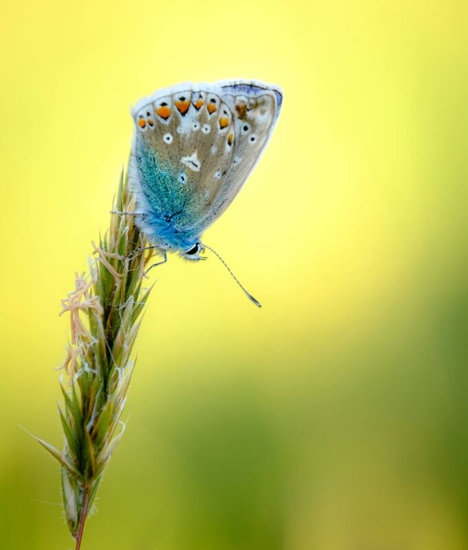Common Blue