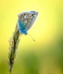 Common Blue