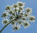 Cow Parsley