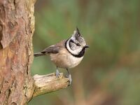Crested Tit