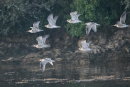 Curlew Peleton