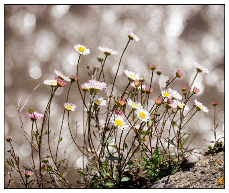 Daisies on Quayside
