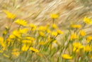 Dandelions in Wheatfield