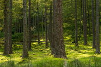 Dappled Light