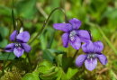 Dogstooth Violets