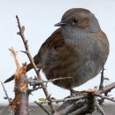 Dunnock