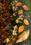 Fallen fall