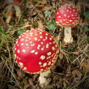 Fly Agaric