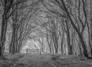 Forest Walk, Bellever