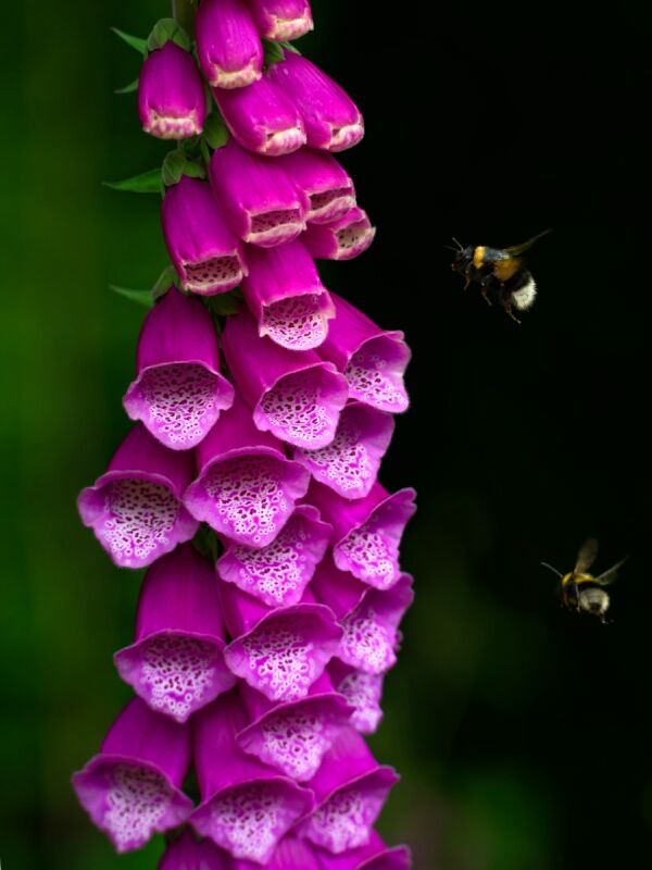Foxglove