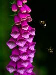 Foxglove