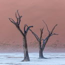Frozen Forest