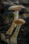 Fungi