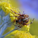 Garden Cross Spider