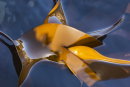 Golden Kelp Reflections