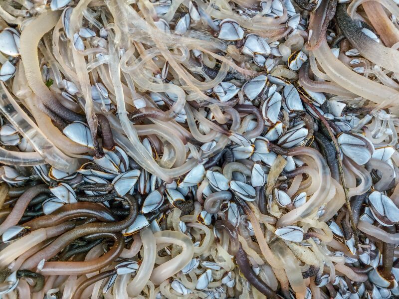 Goose Barnacles