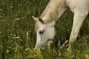 Grey Horse Grazing