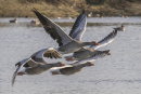 Greylag Geese in Flight