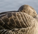 Greylag Goose