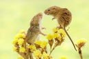 Harvest mice greeting