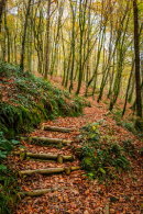 Hembury Woods