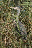Heron