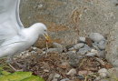 Herring Gull & Chick
